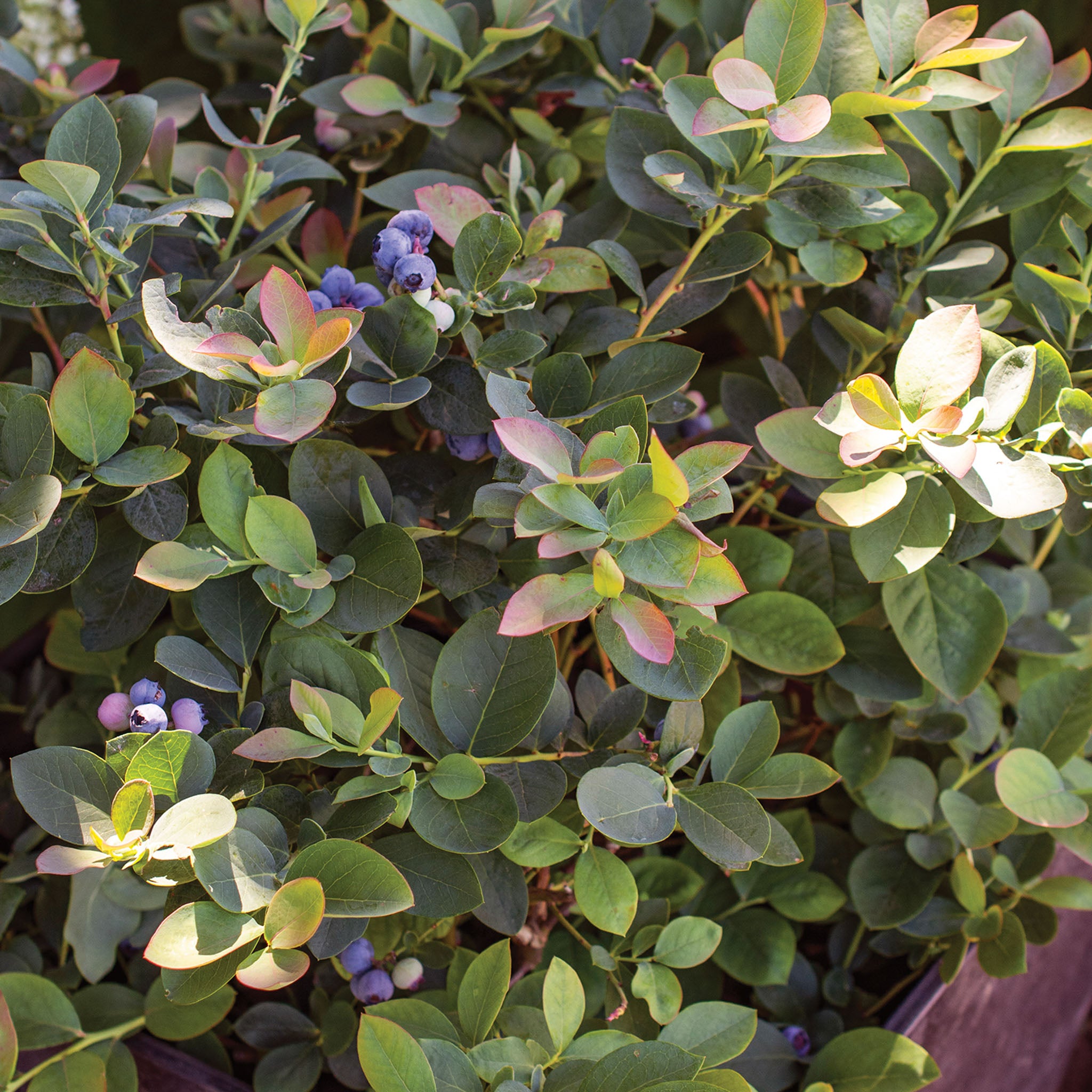 Silver Dollar Blueberry
