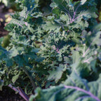 Kale Storm Blend Kale