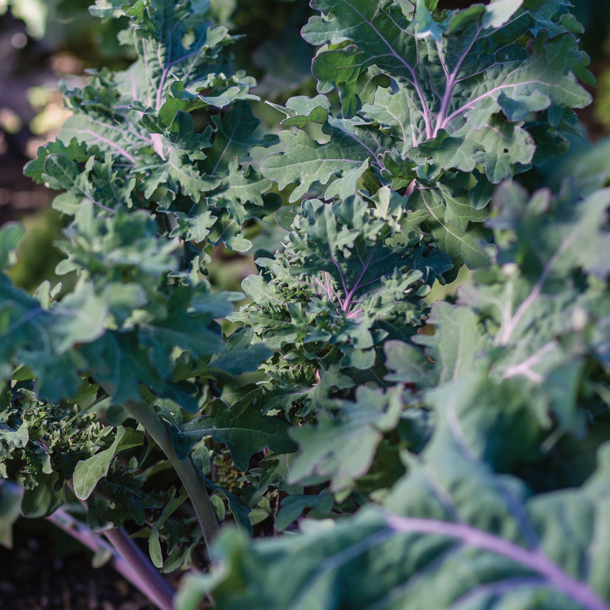 Kale Storm Blend Kale