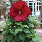 Honeymoon Red F1 Hibiscus
