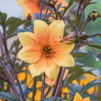 Mystic Spirit Dahlia