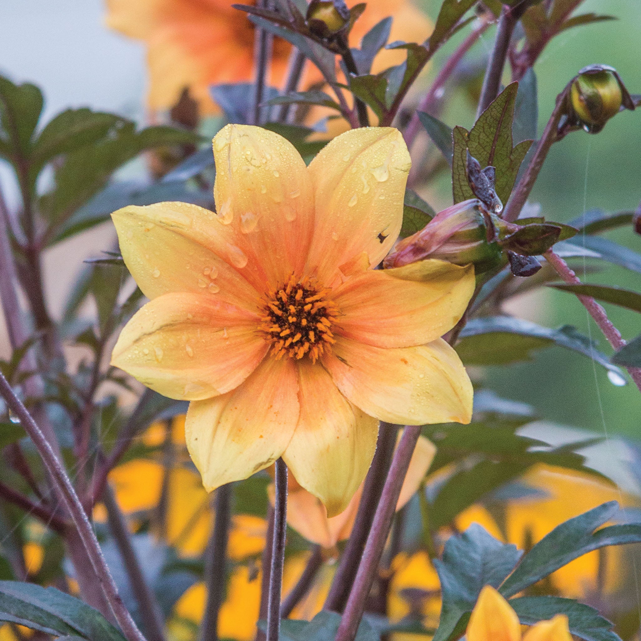 Mystic Spirit Dahlia