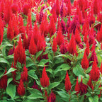 Arrabona Red Celosia