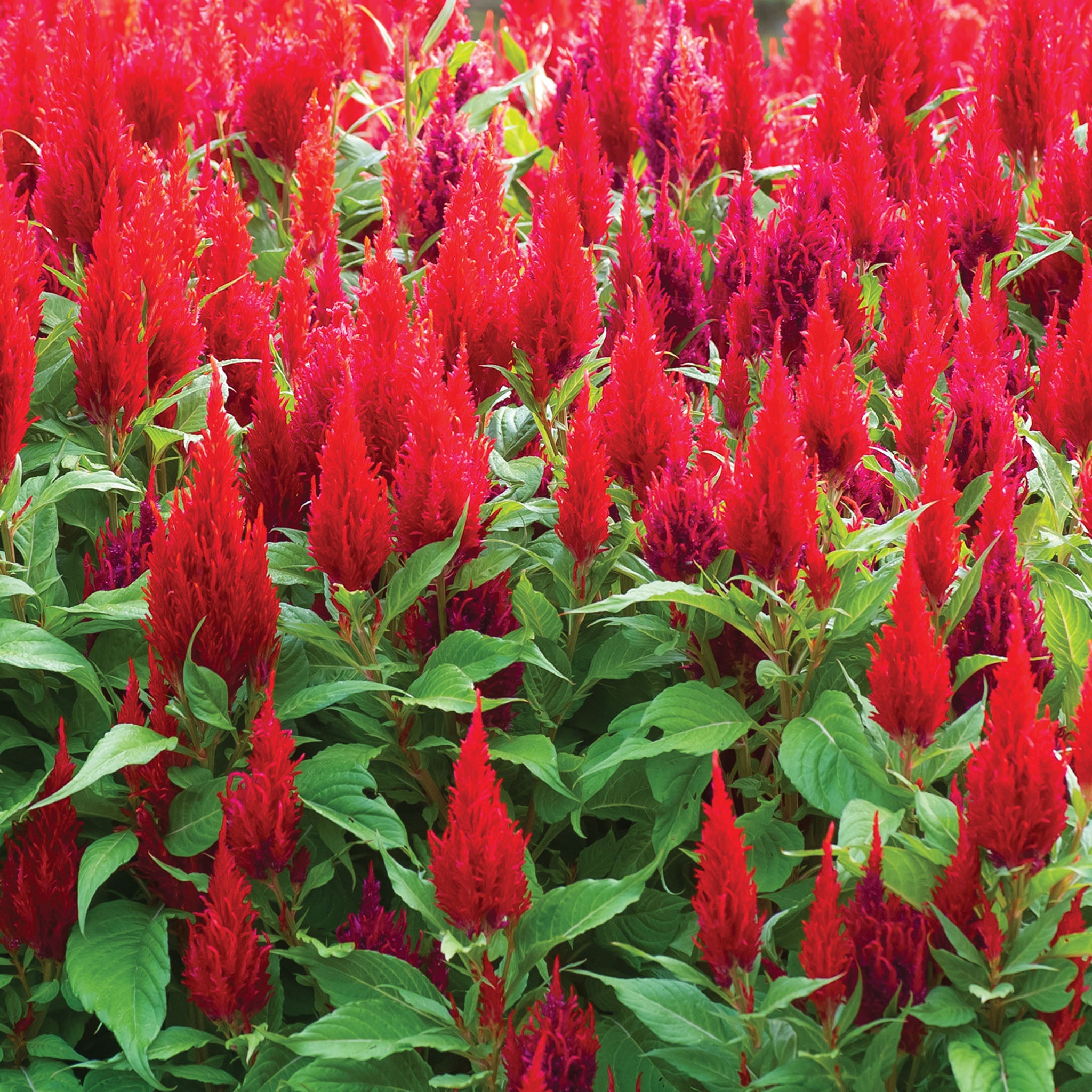 Arrabona Red Celosia