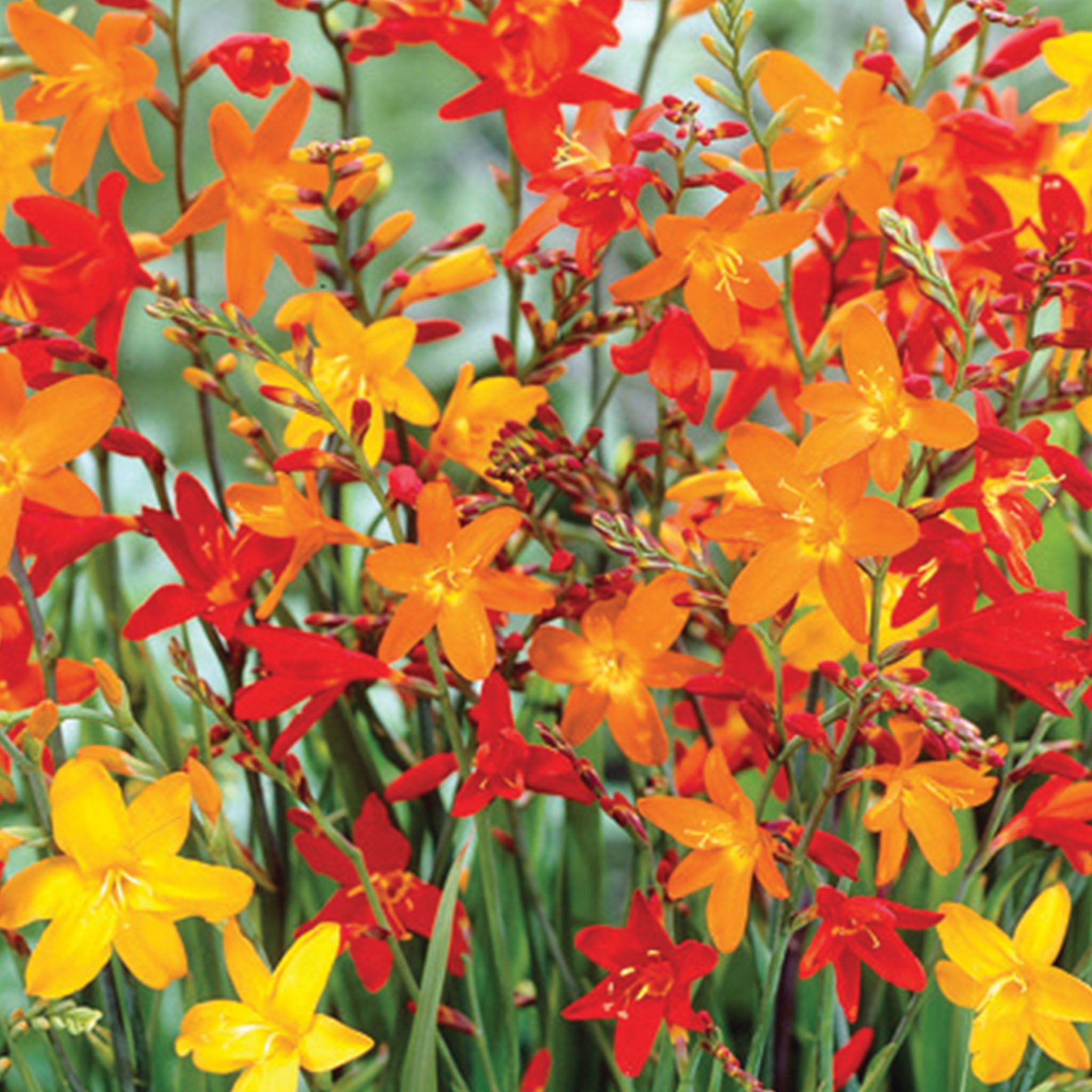 Mixed Crocosmia Bulbs