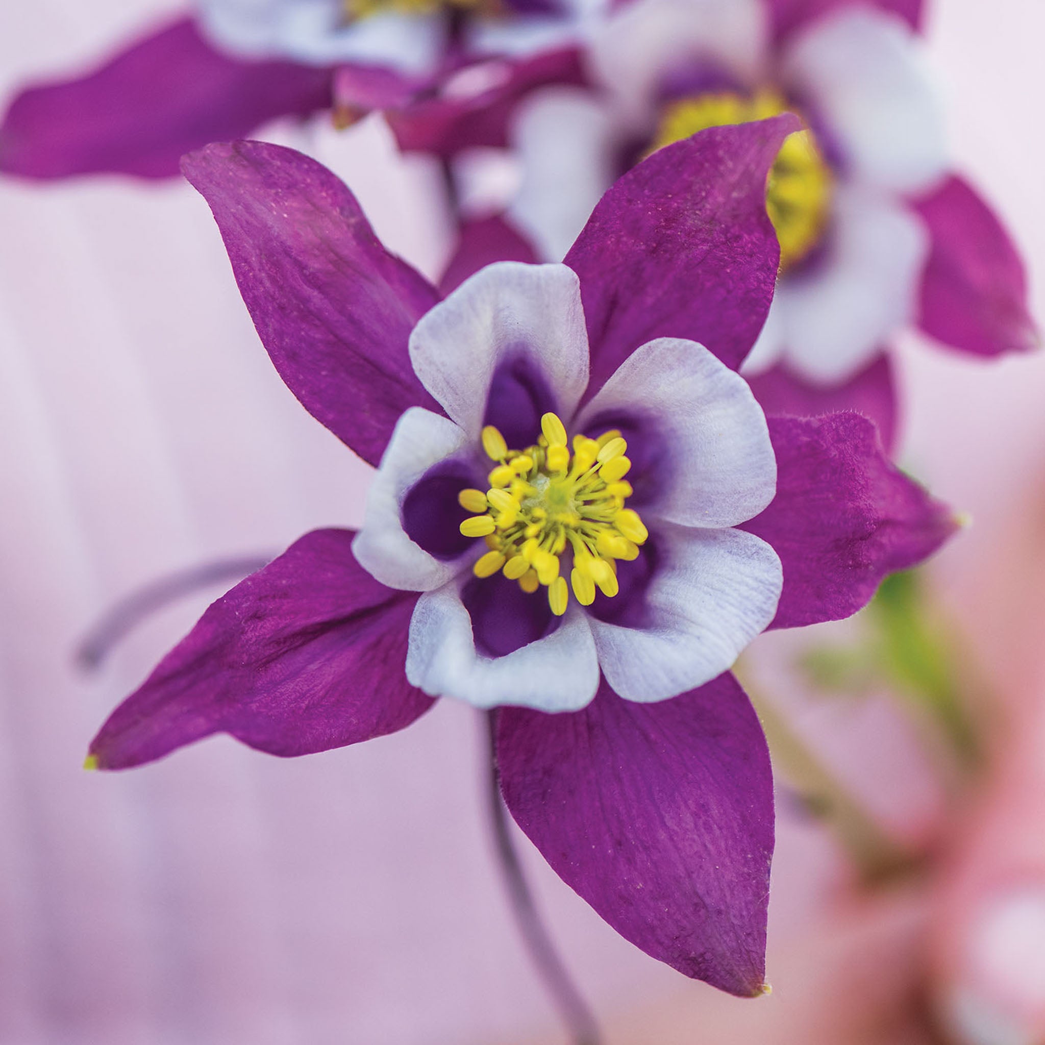 Early Bird Purple & White Columbine
