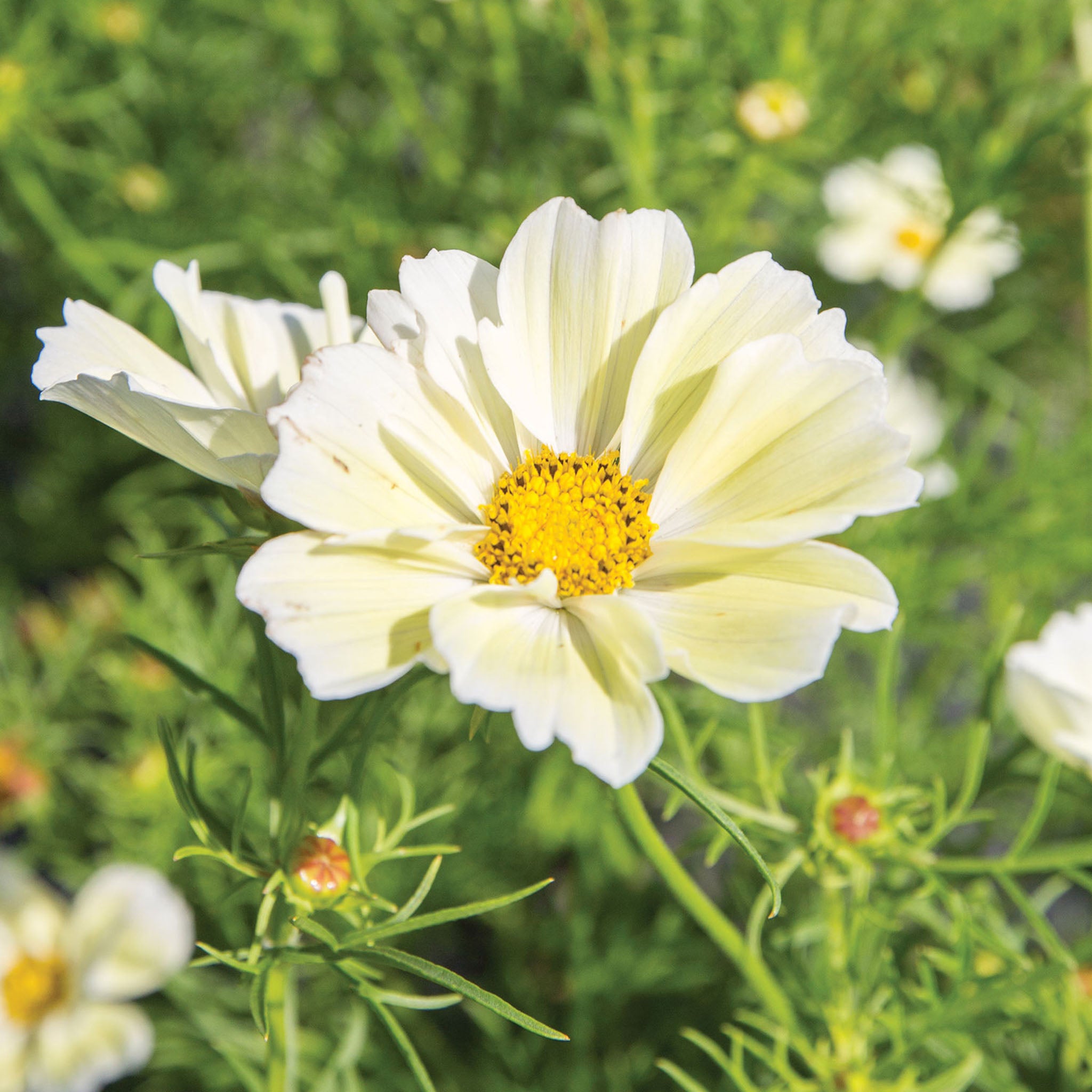 Xanthos Cosmos Bipinnathus