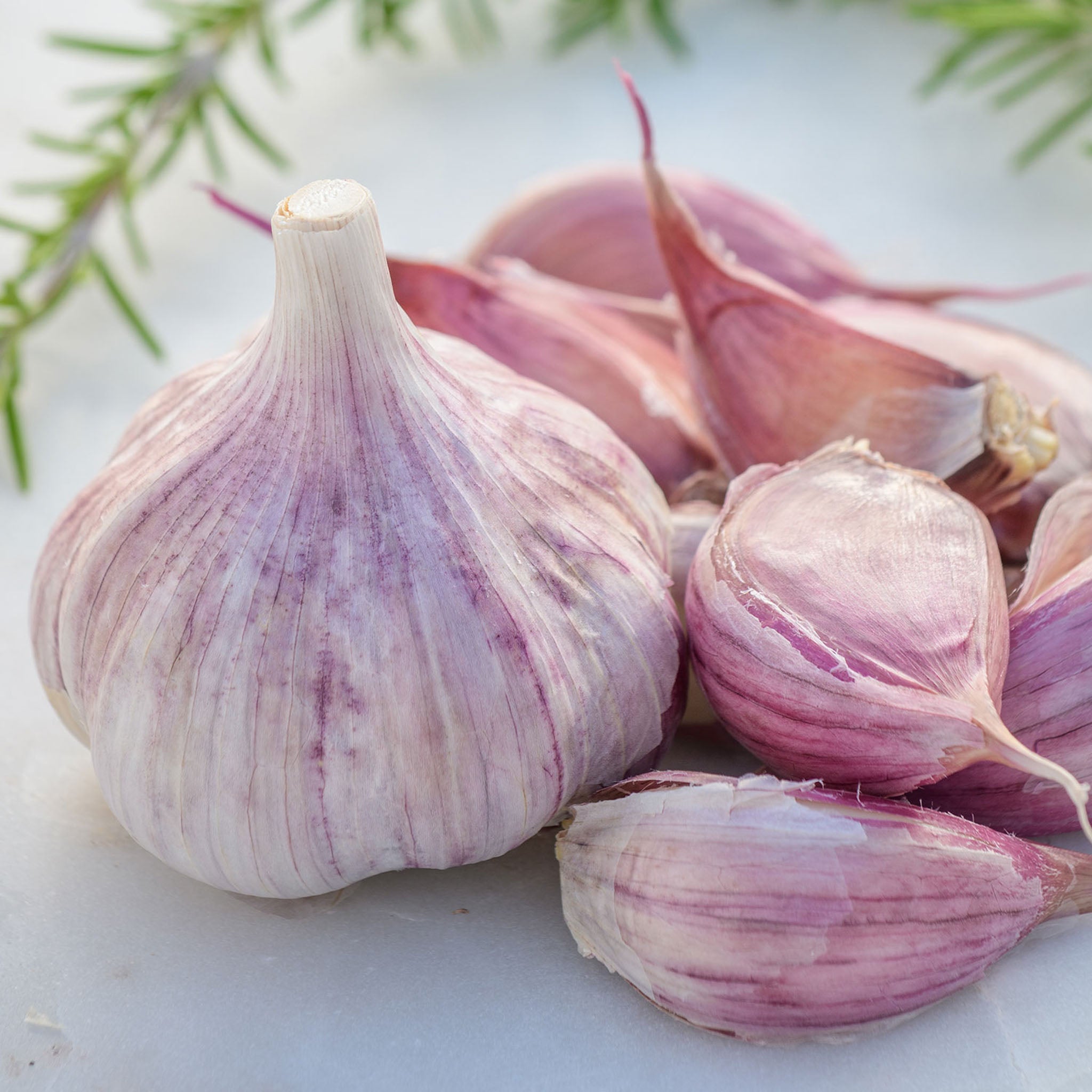 Chesnok Red Garlic Bulbs