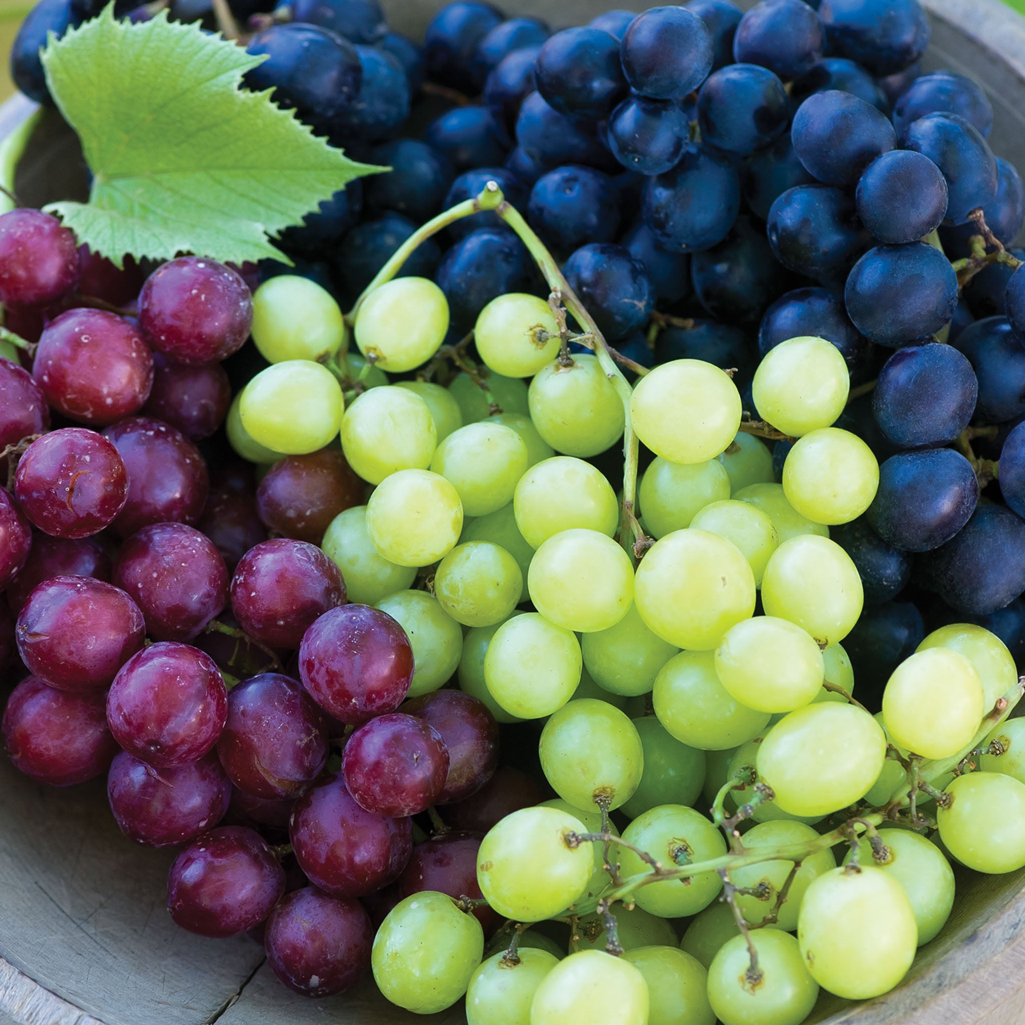 Seedless Collection Grape Bare Roots