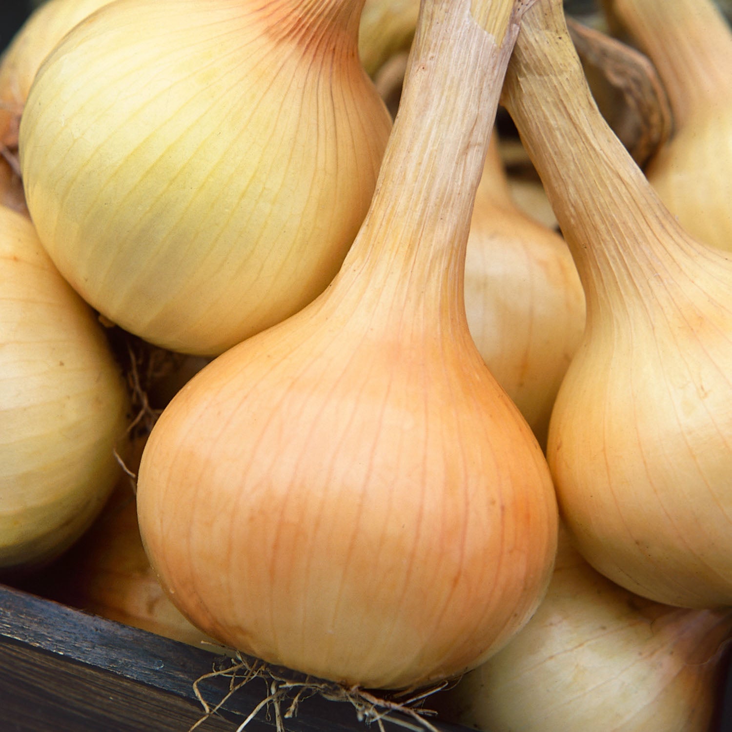 Walla Walla Sweet Onions