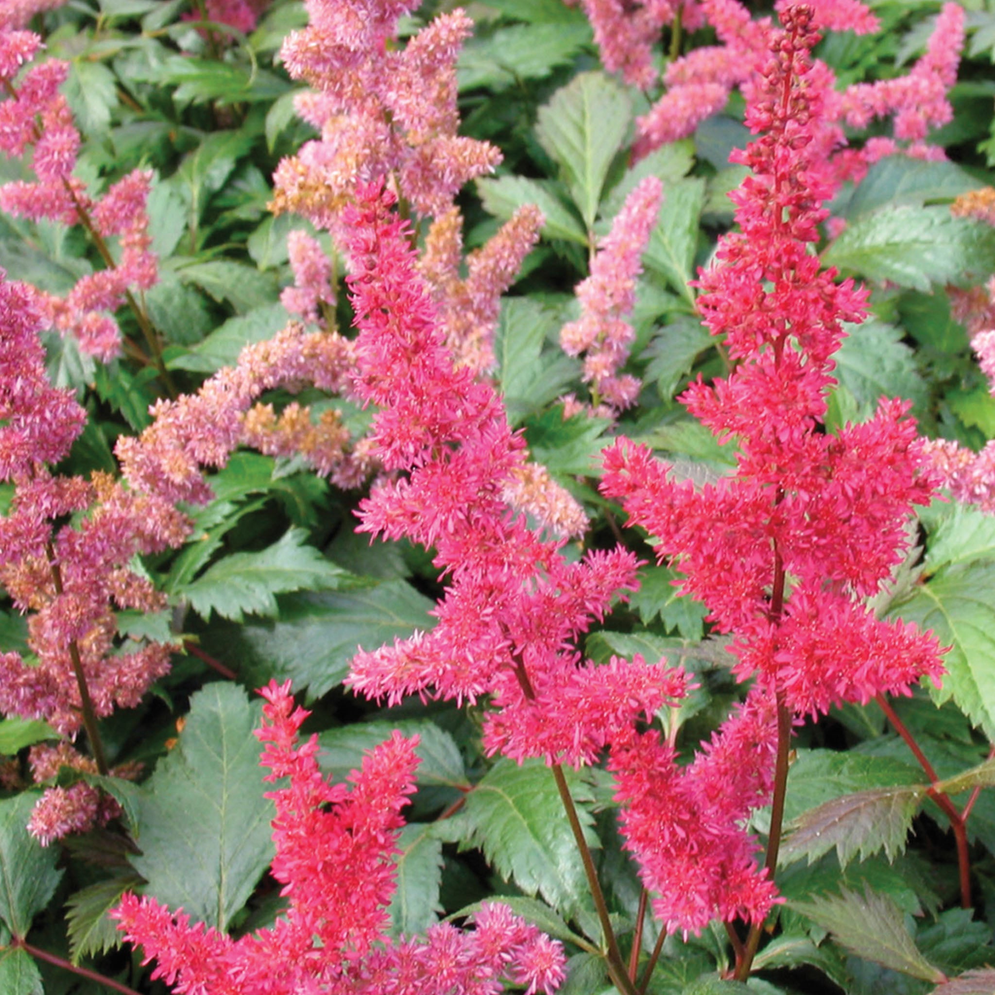 Fanal Astilbe
