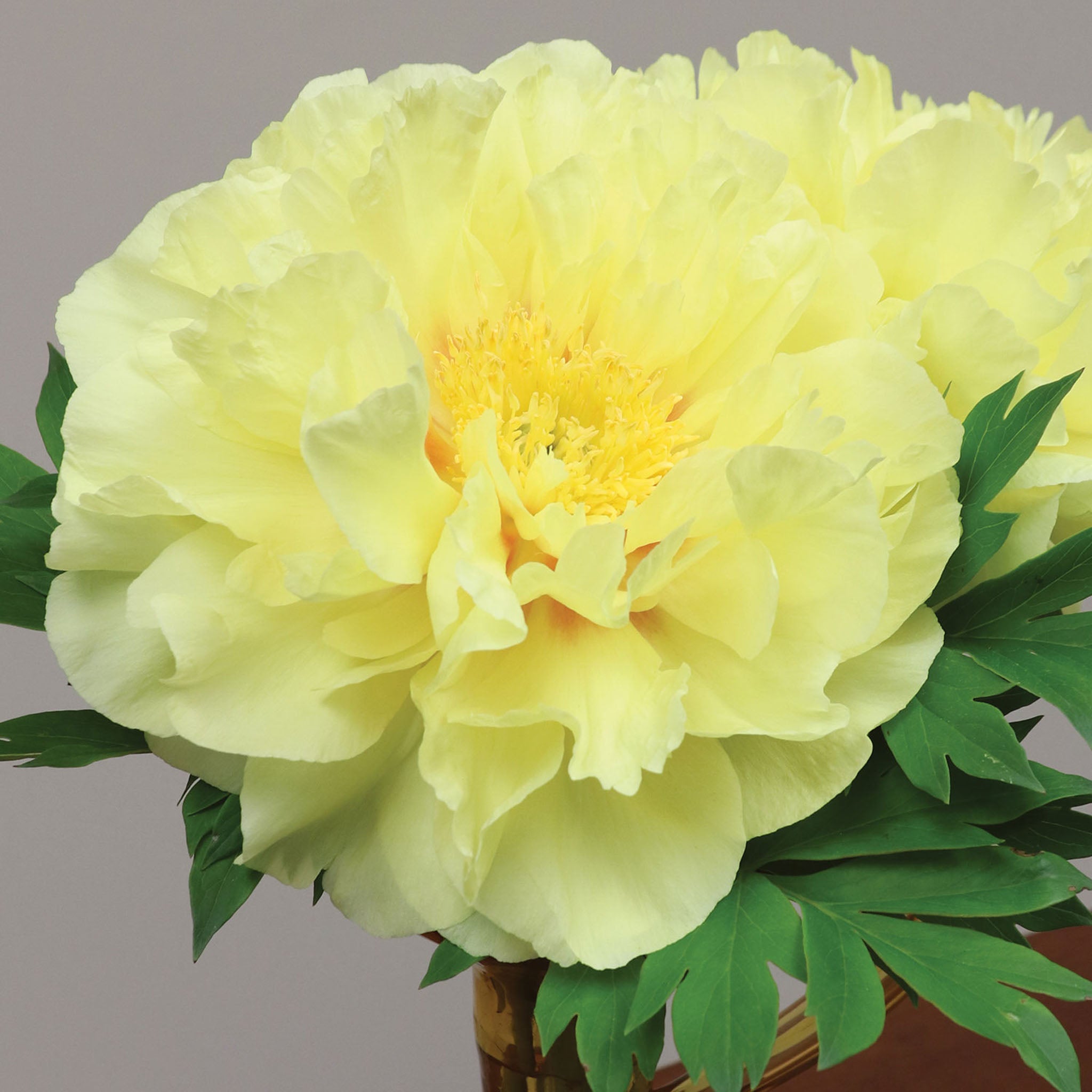 Itoh Bartzella Peony Bare Root