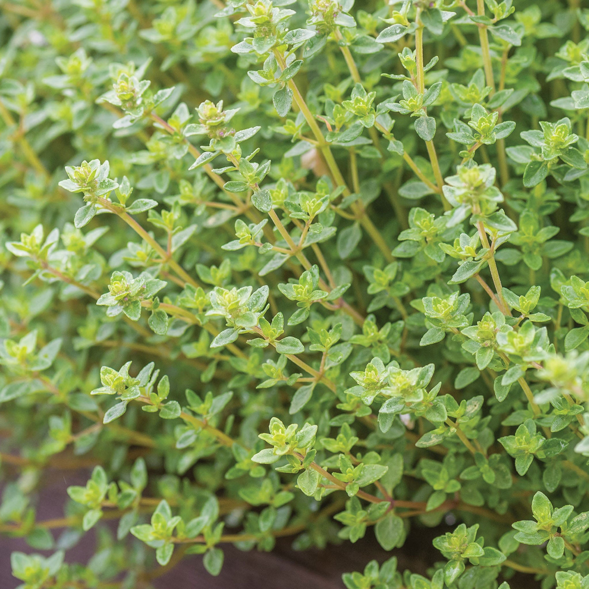 Common Thyme