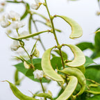 Silver Moon Hyacinth Bean Vine