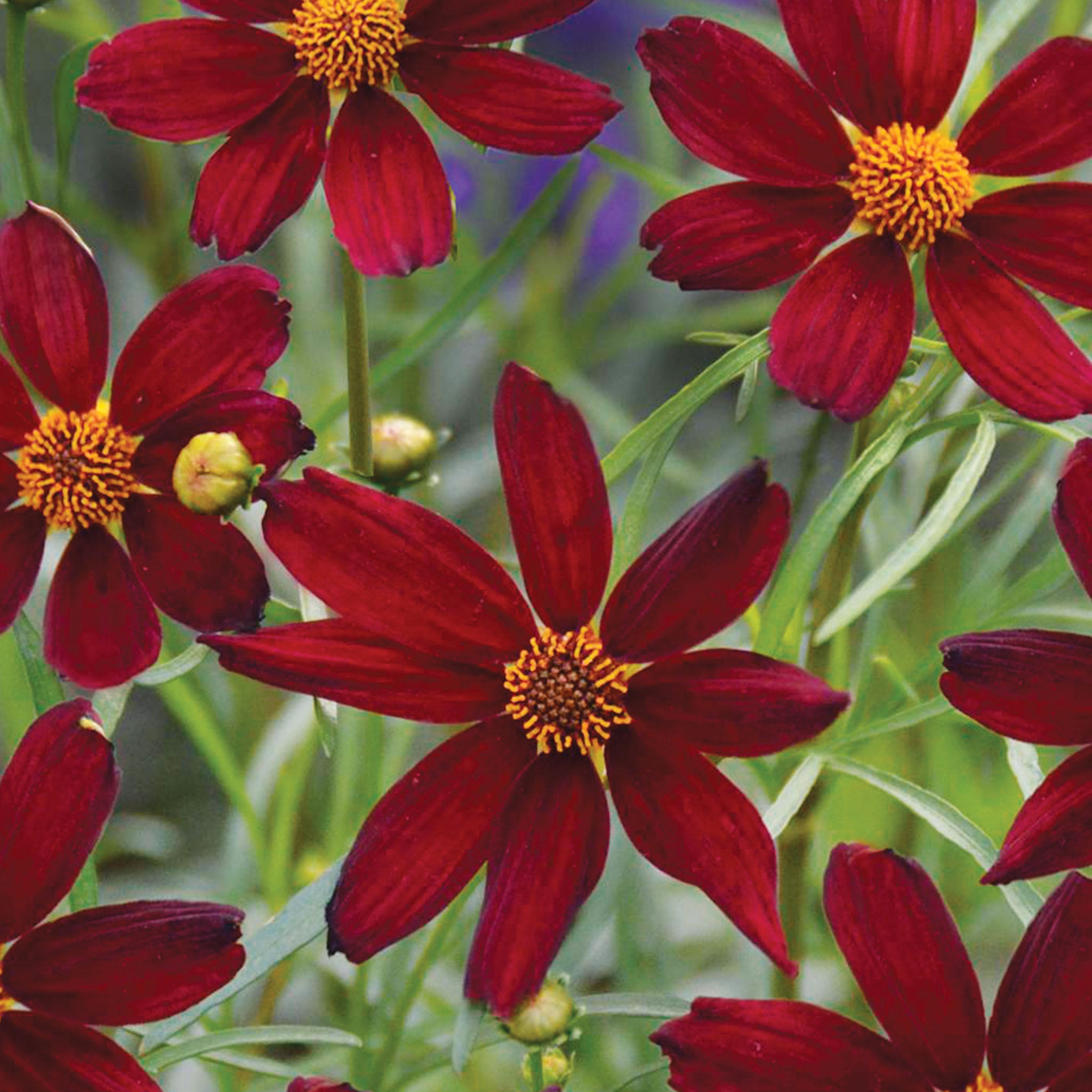 Red Satin Coreopsis