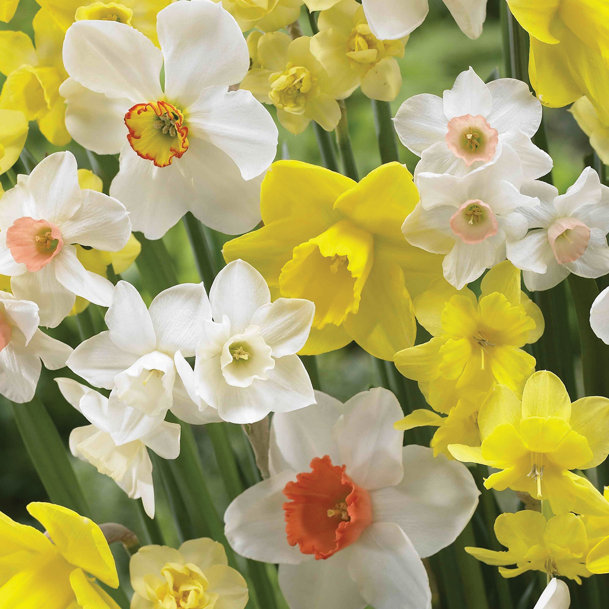 100 Days Daffodil Bulbs