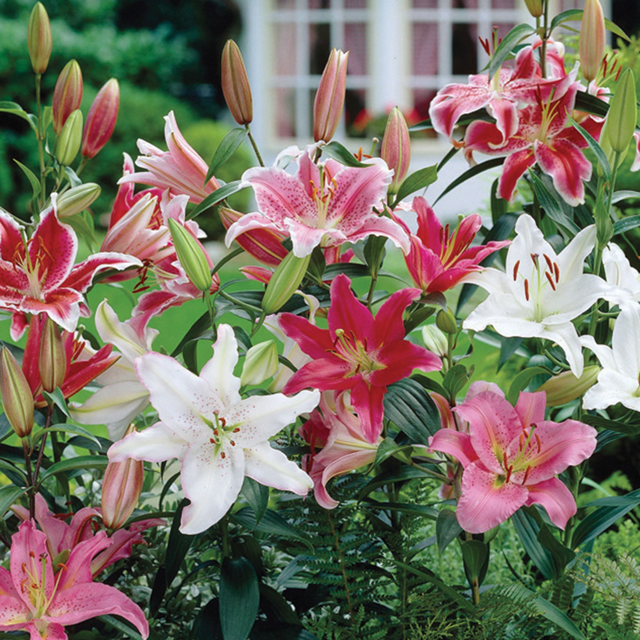 Fragrant Oriental Mixed Lilies Bulbs