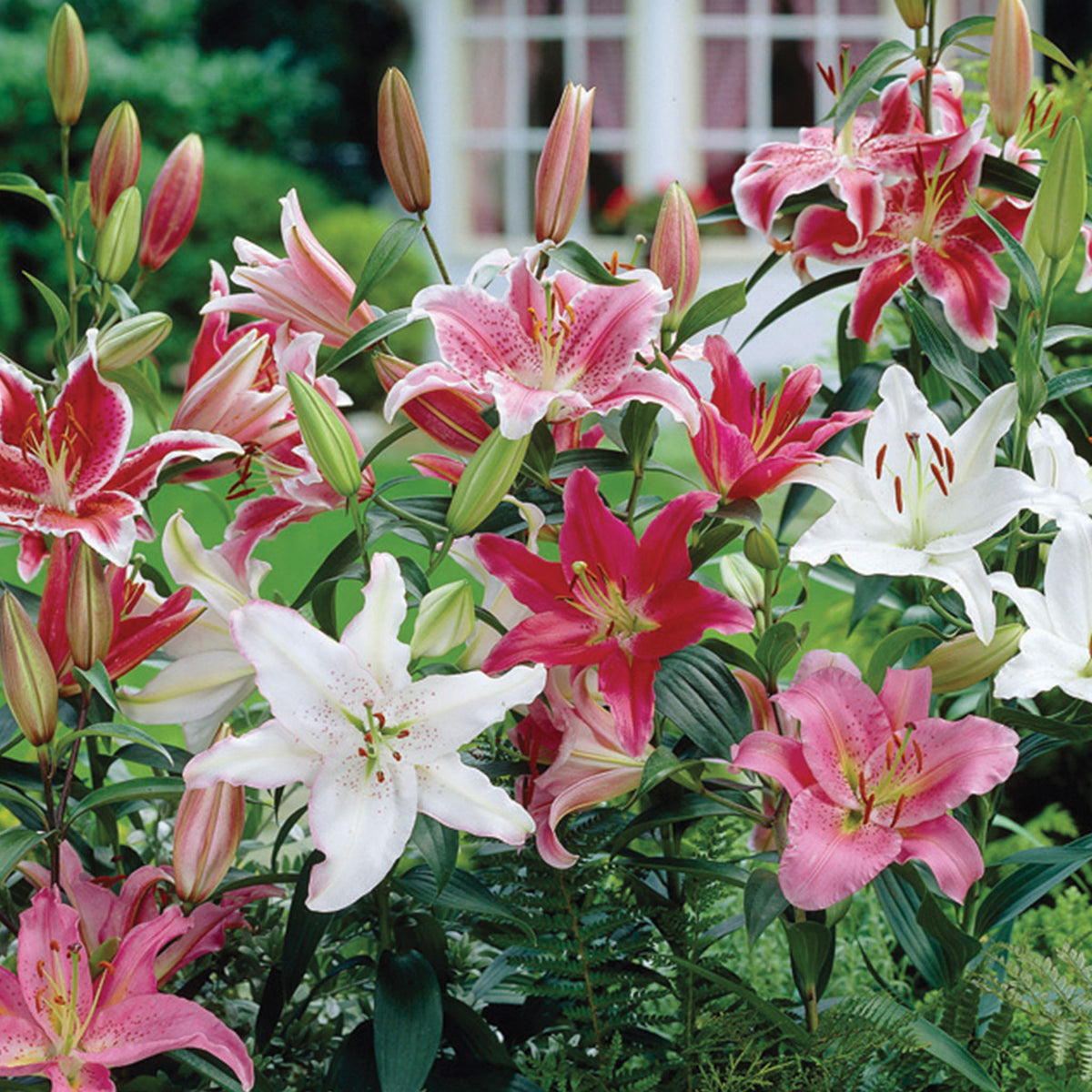 Fragrant Oriental Mixed Lilies Bulbs