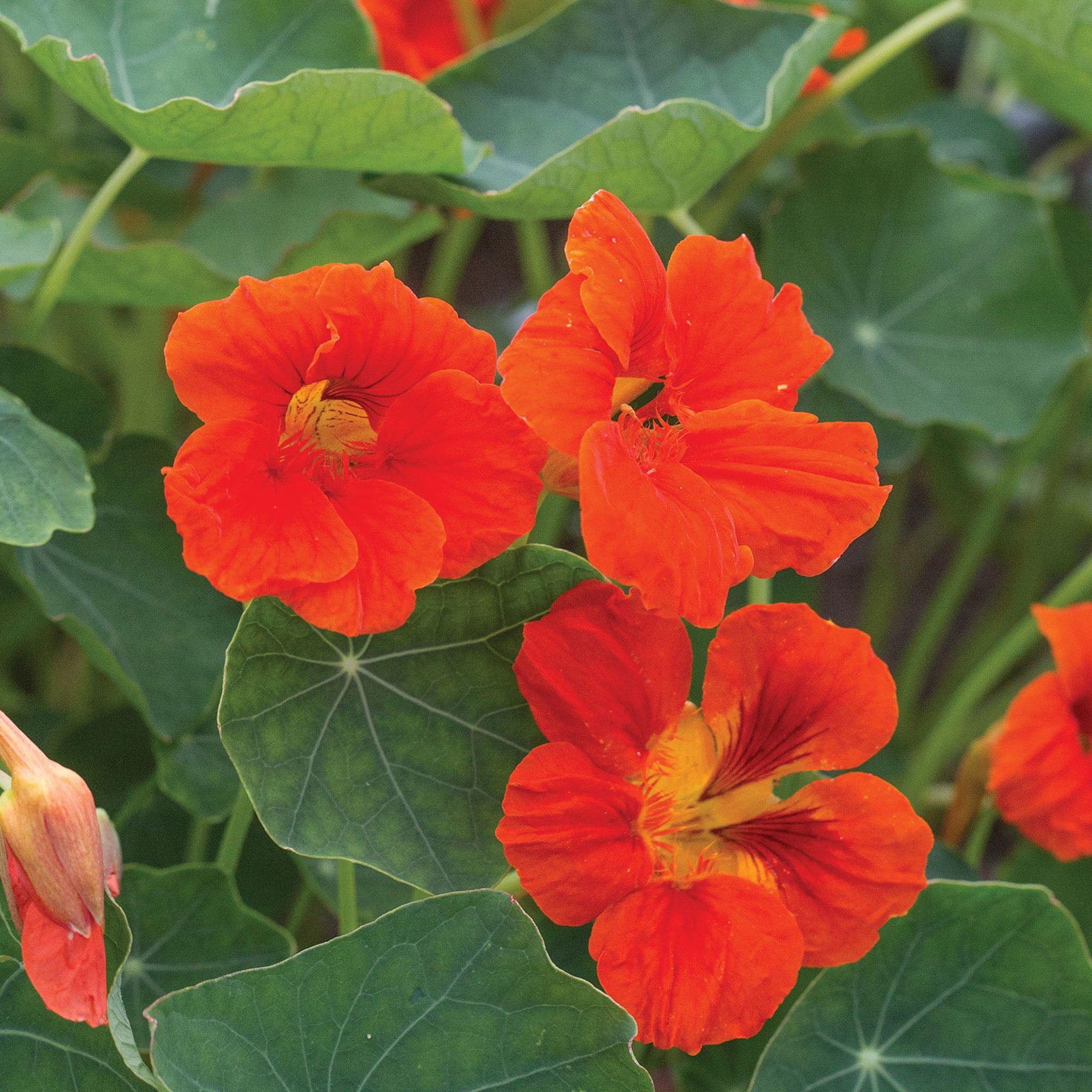 Empress Of India Nasturtium
