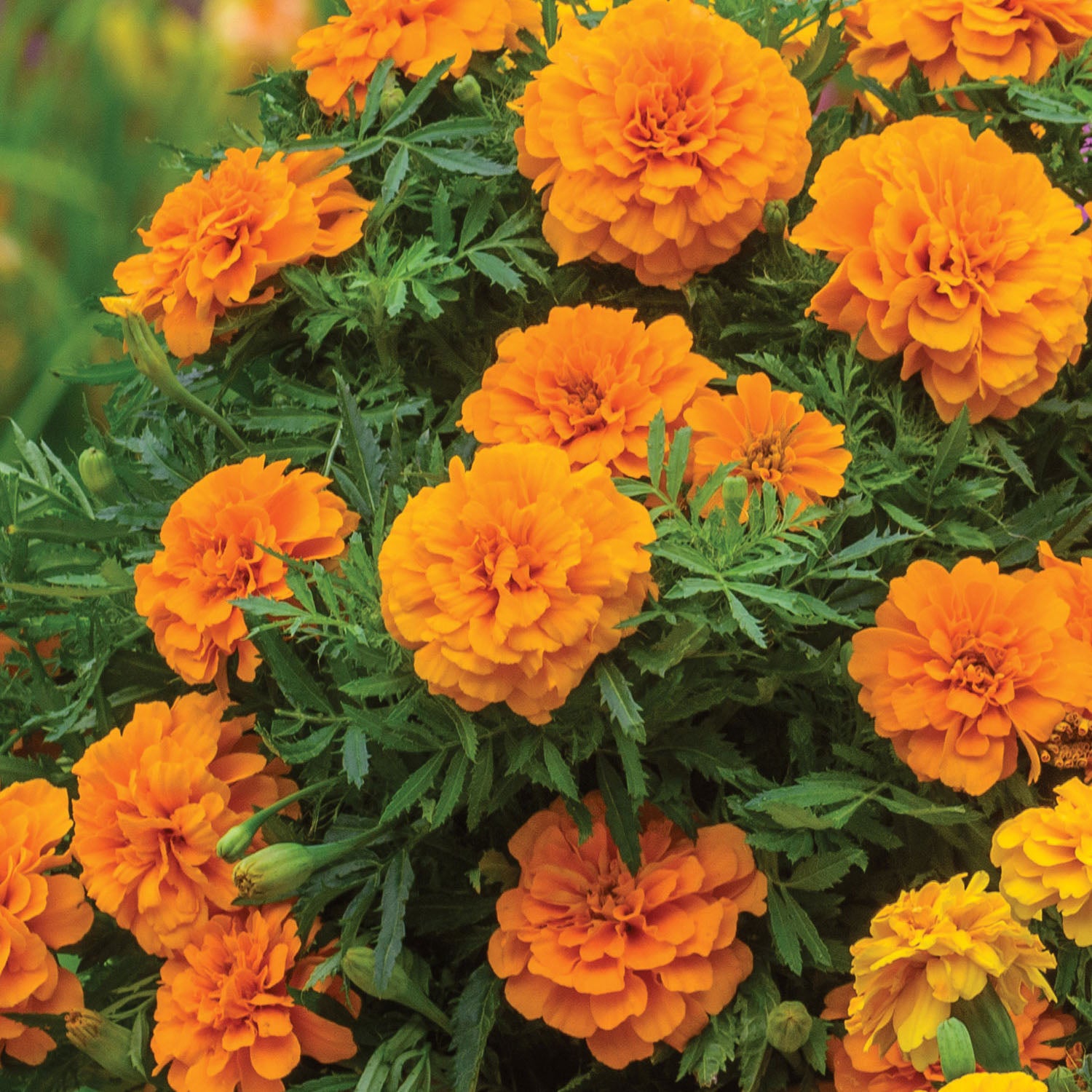 Endurance Orange Marigold