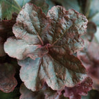Obsidian Heuchera