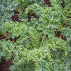Dwarf Blue Curled Vates Kale