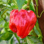 Real Deal Hot Pepper