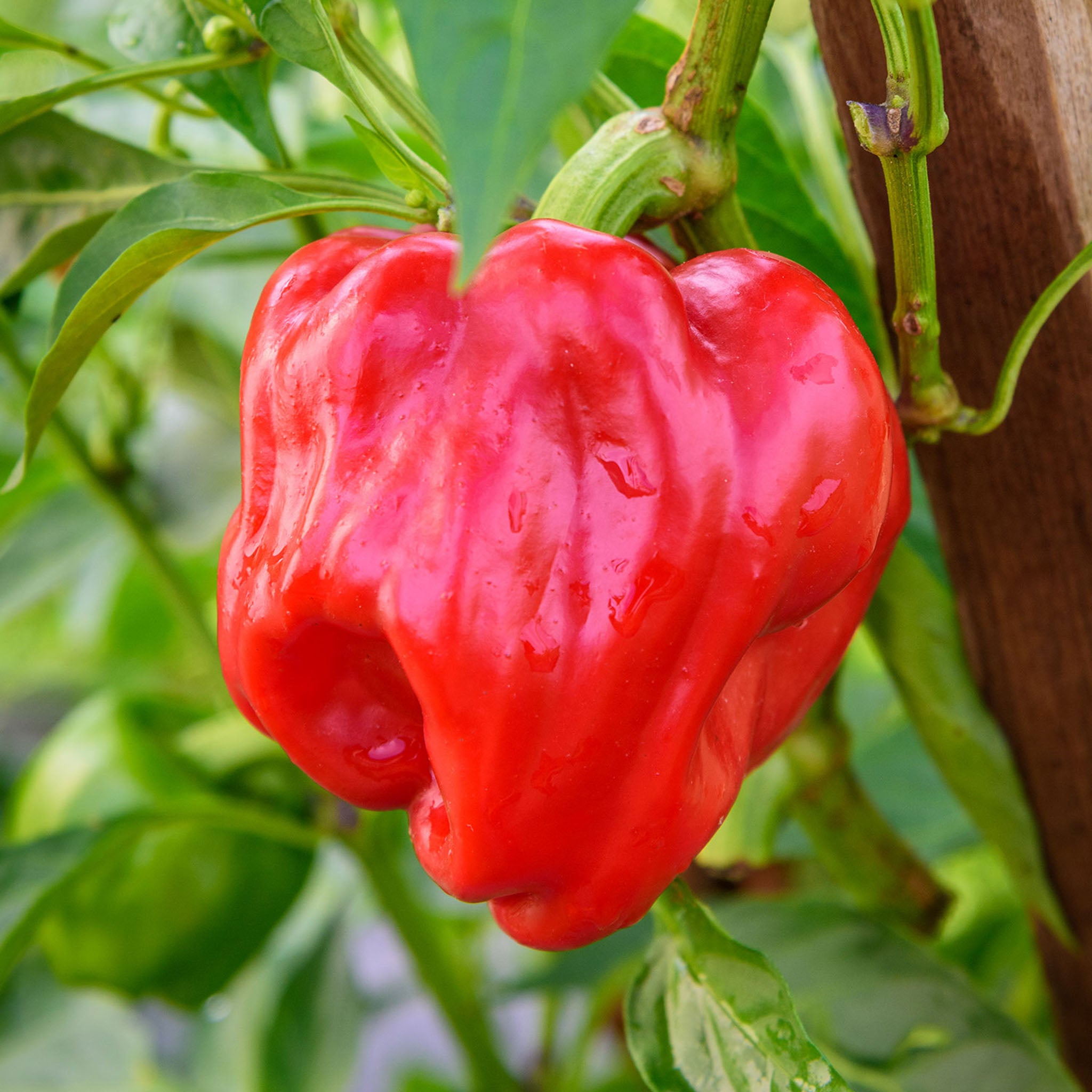 Real Deal Hot Pepper