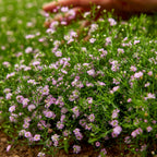 Gypsy Pink Baby's Breath