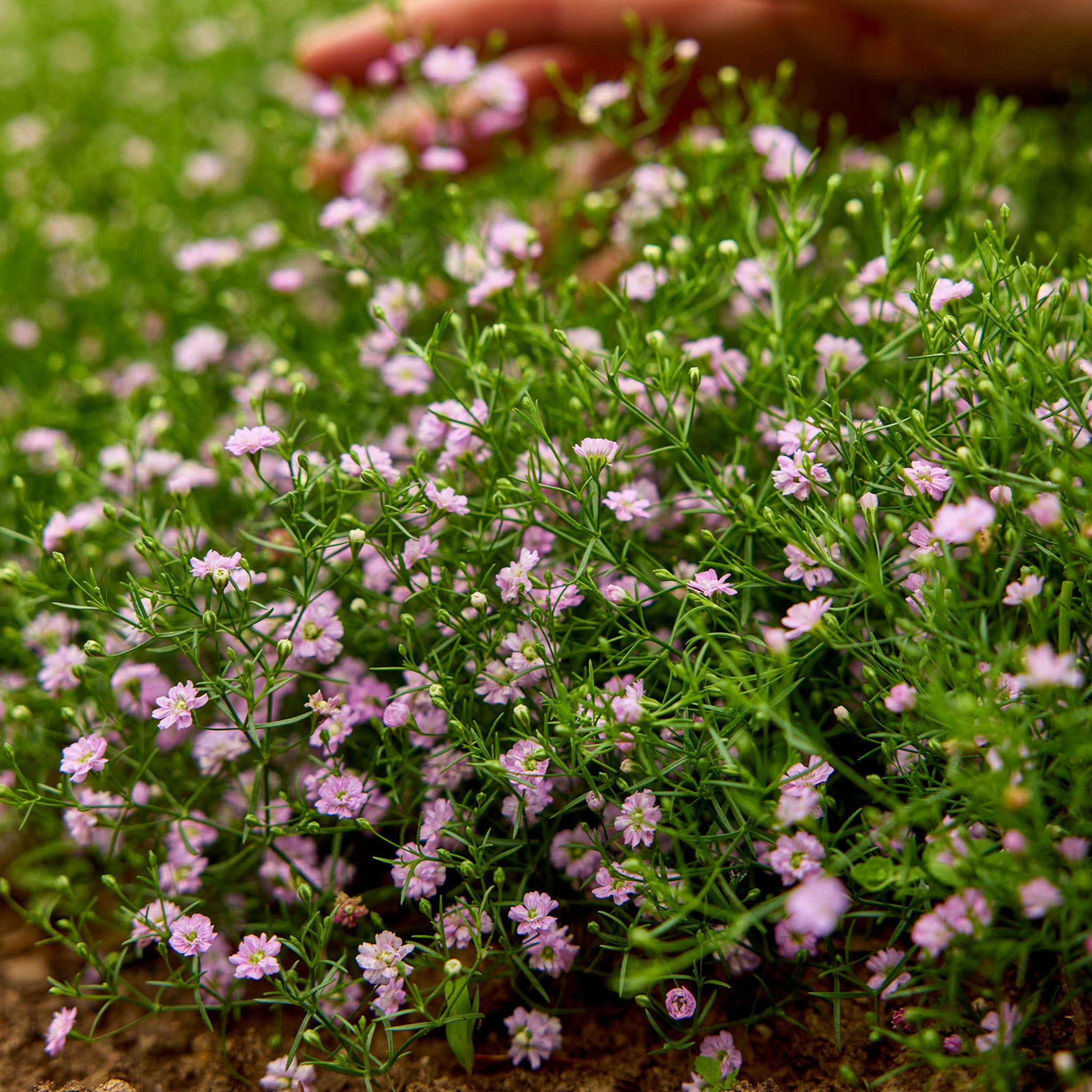 Gypsy Pink Baby's Breath