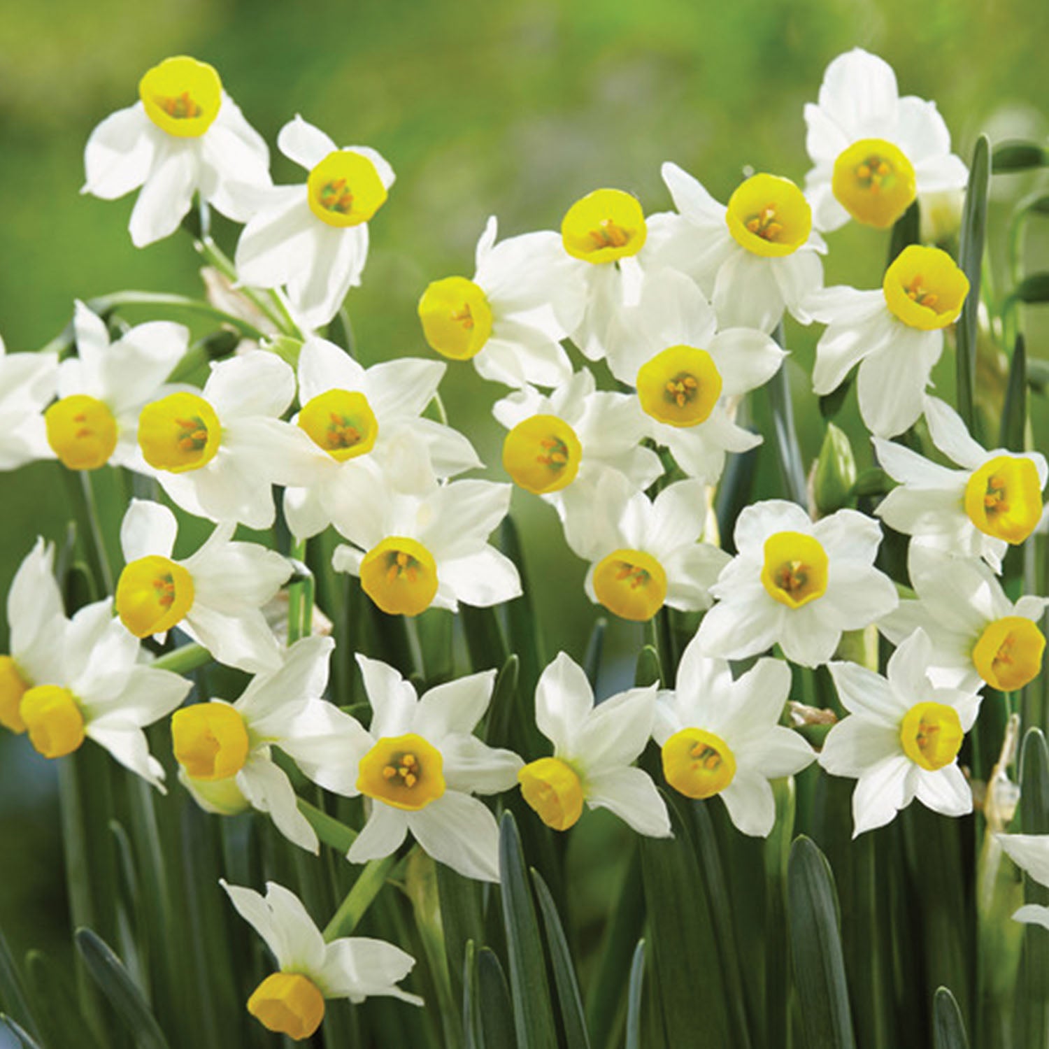 Canaliculatis Daffodil Bulbs