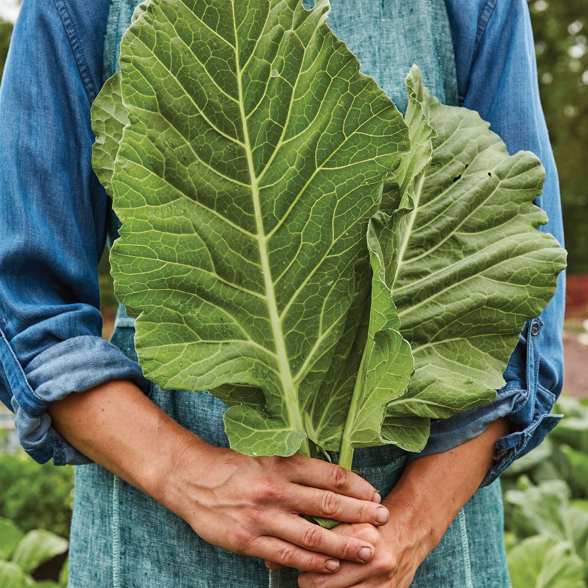 Top Chop Collard Greens