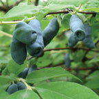 Honeyberry Collection Bare Roots