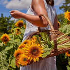 Crème Brûlée Sunflower
