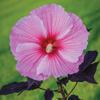Starry Starry Night Hibiscus