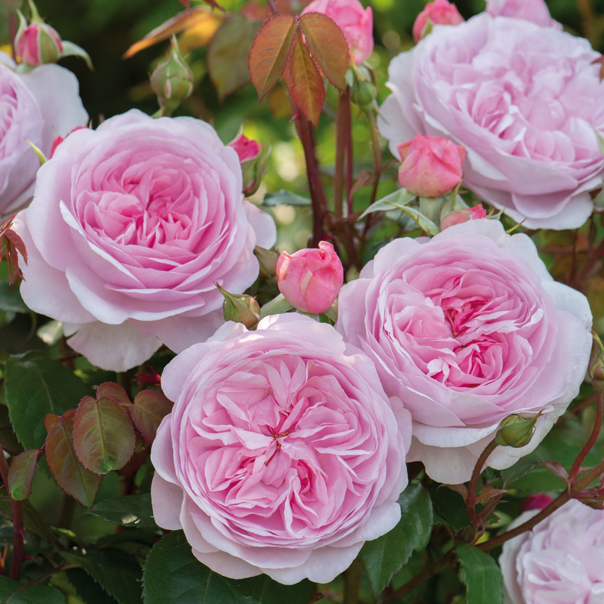 Olivia Rose Austin Rose Bare Root