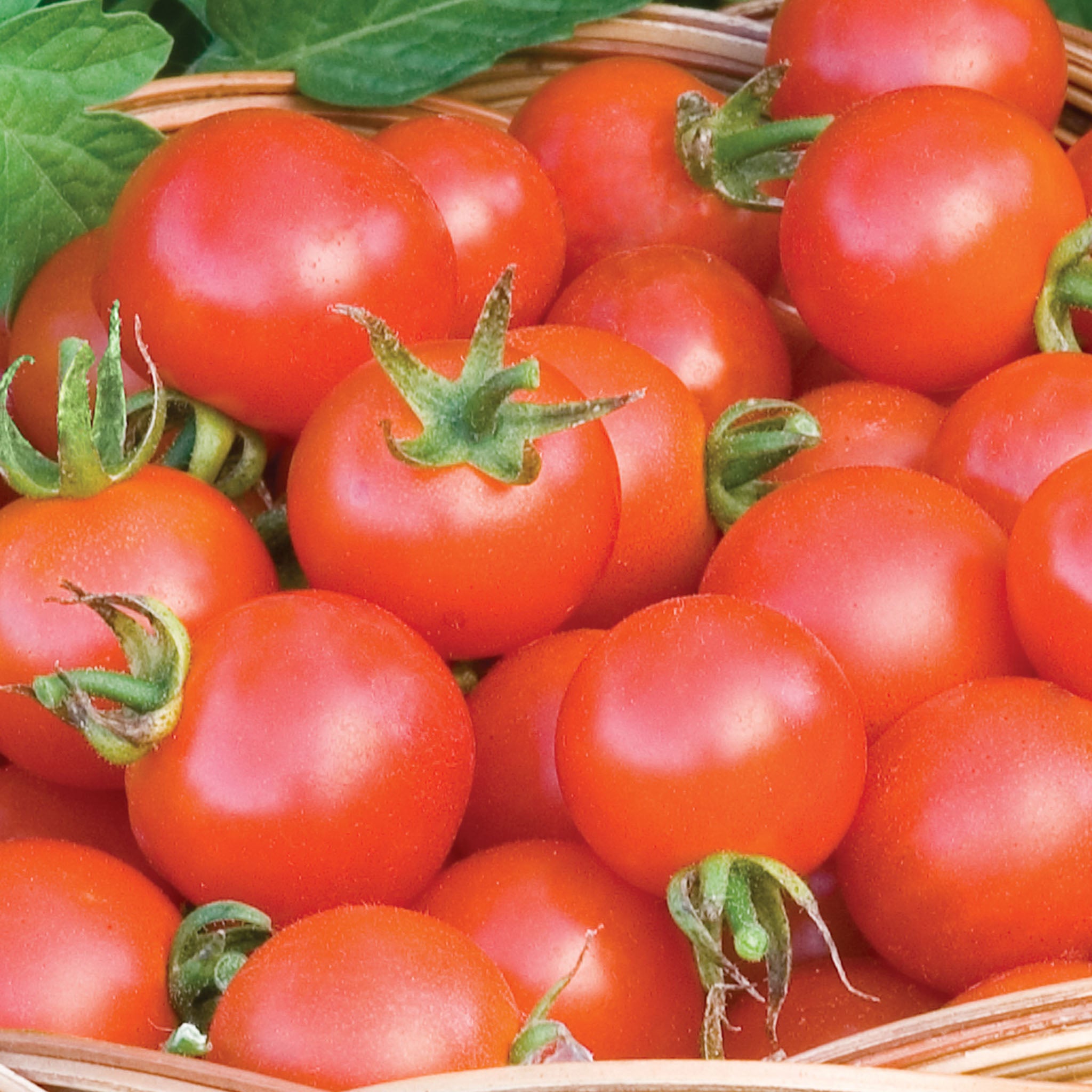 Baxters Bush Cherry Organic Tomato