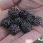 Niwot Raspberry