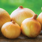 Candy Hybrid Onion