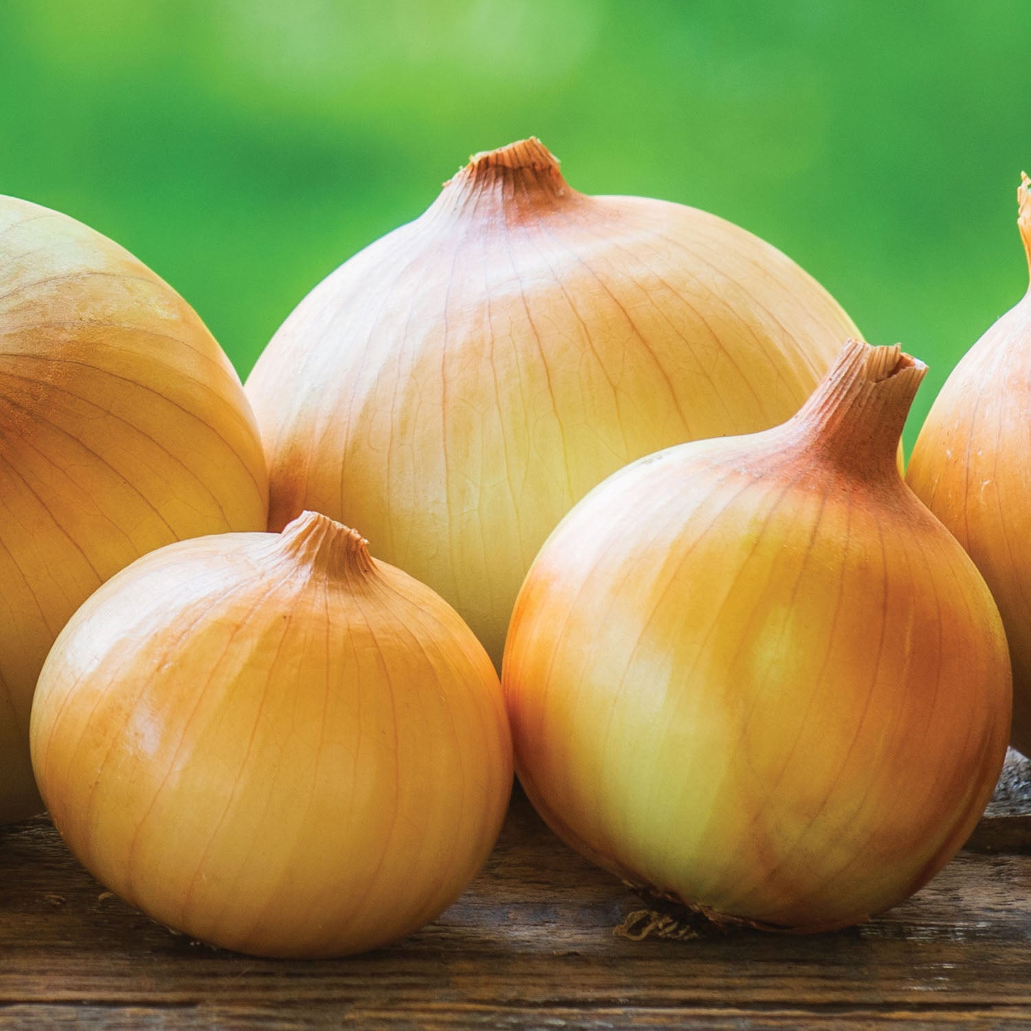 Candy Hybrid Onion