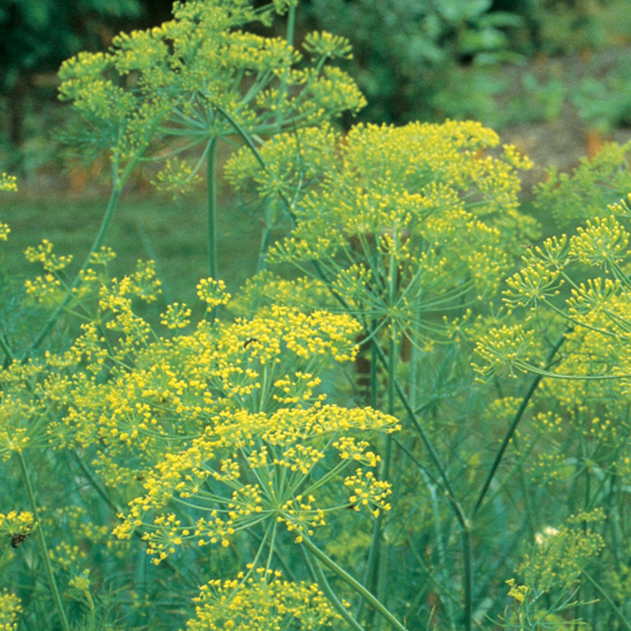 Dill Bouquet Organic Herb