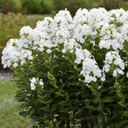 Backlight Phlox