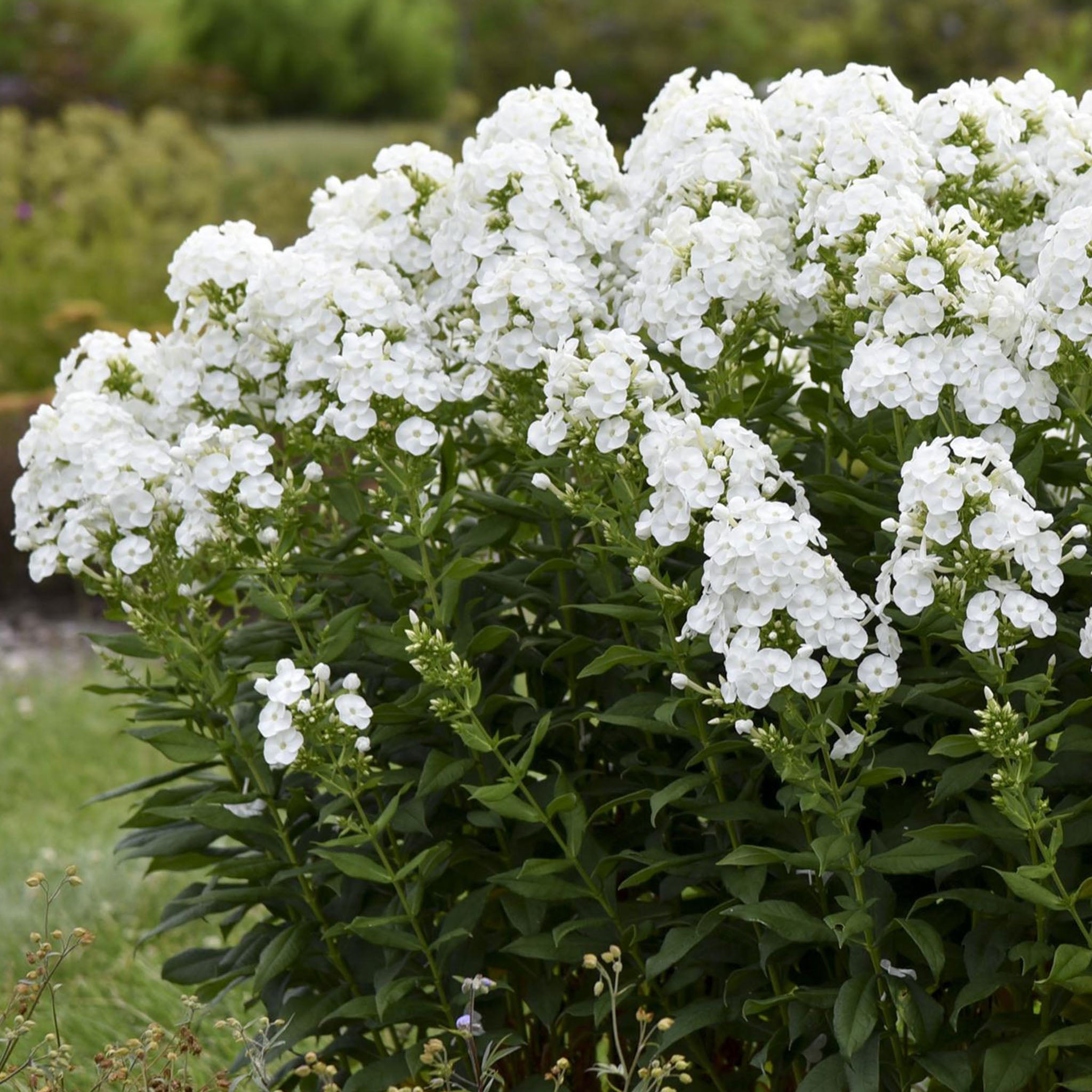 Backlight Phlox