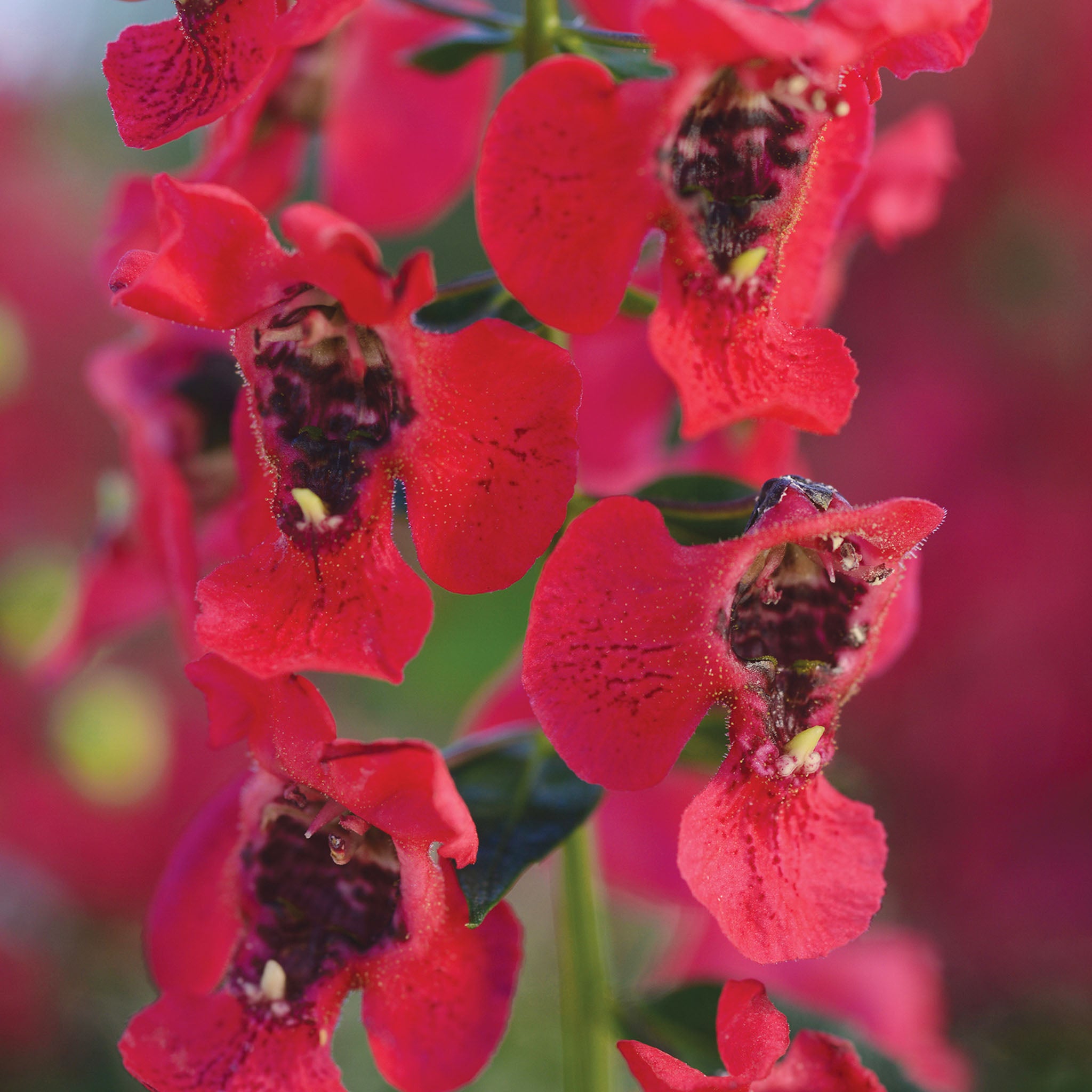 Archangel Cherry Angelonia