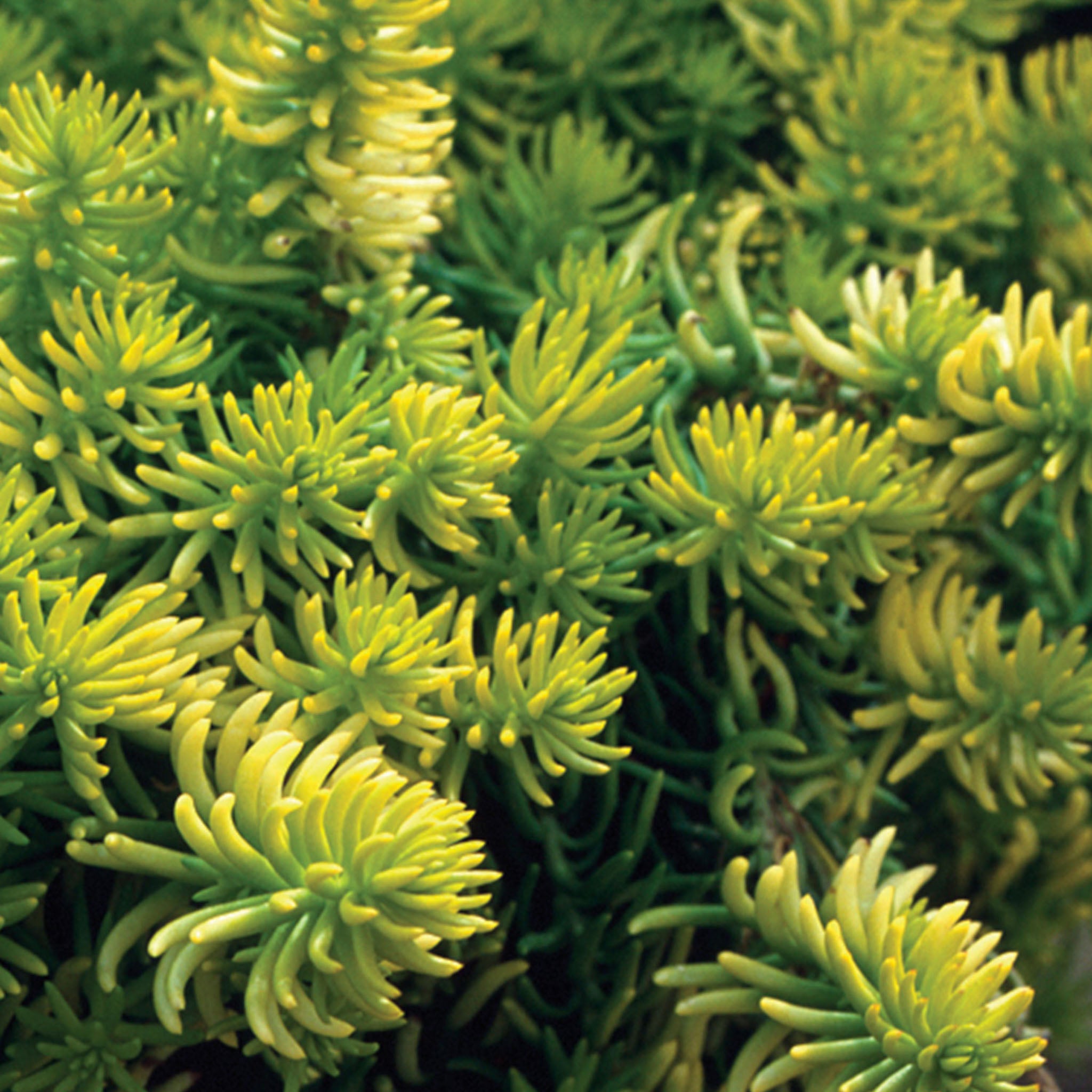 Angelina Sedum Rupestre