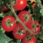 Chadwick Cherry Organic Tomato