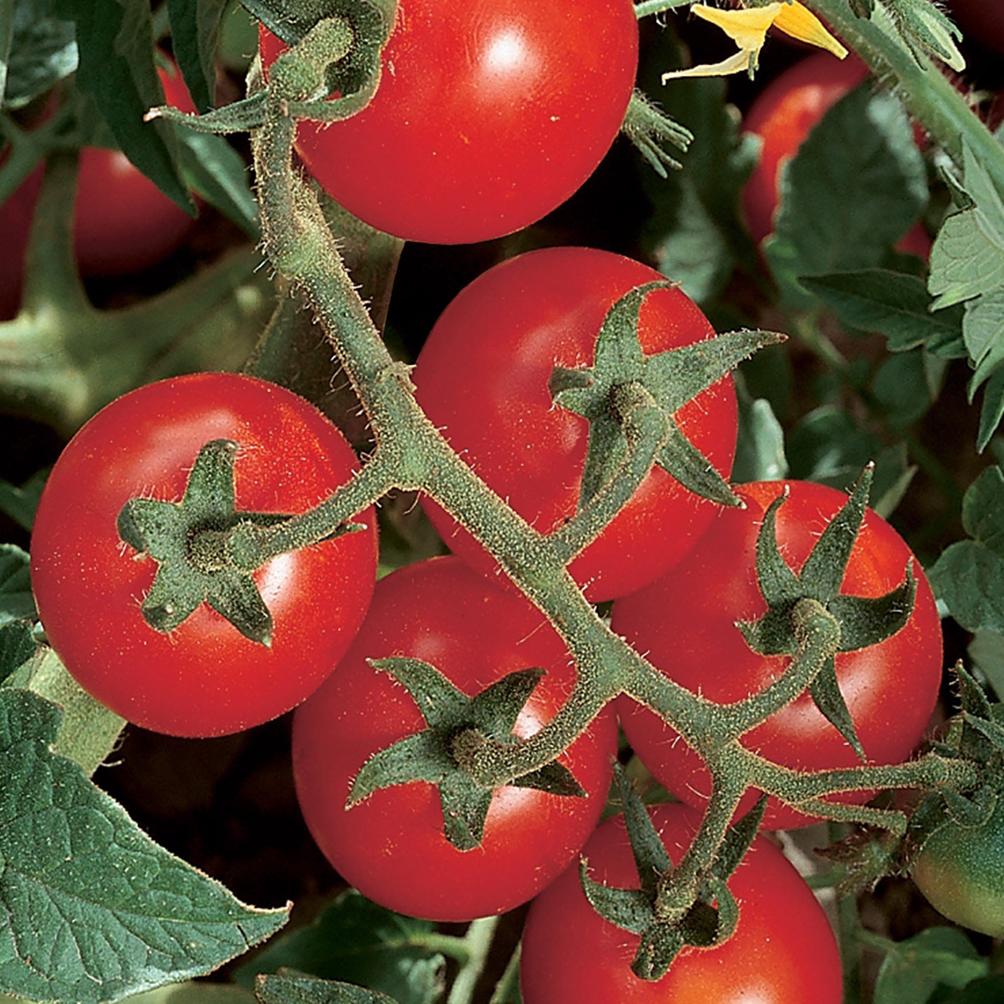Chadwick Cherry Organic Tomato
