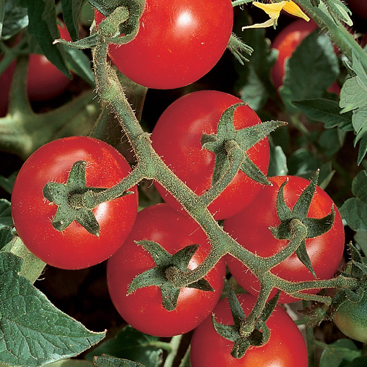 Chadwick Cherry Organic Tomato