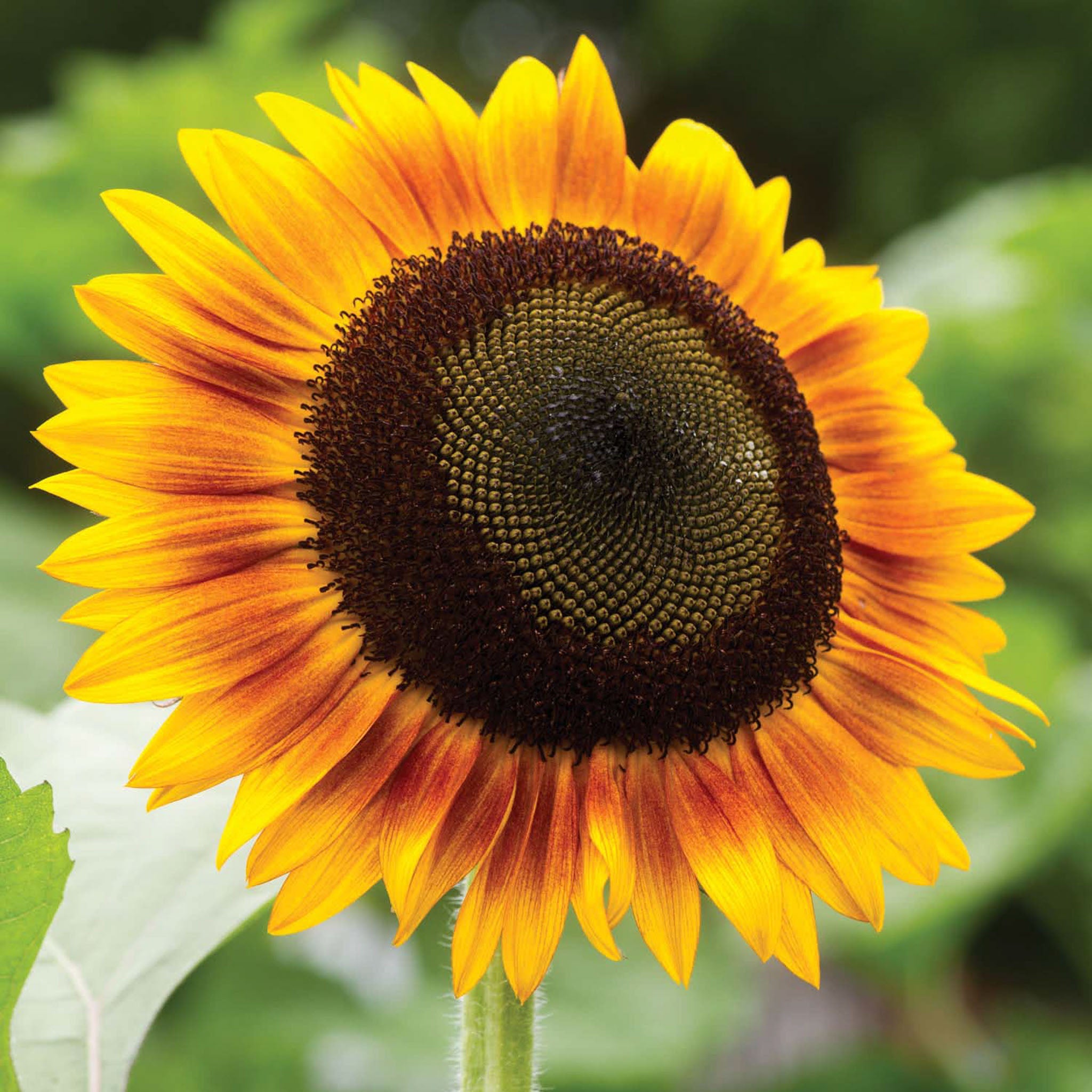 Jua Inca Sunflower