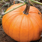 Jack O Lantern Pumpkin